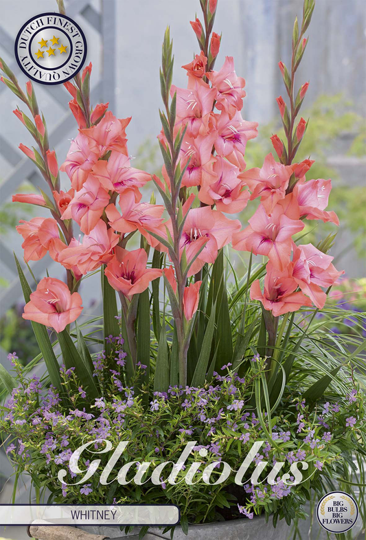 Gladiolus Whitney