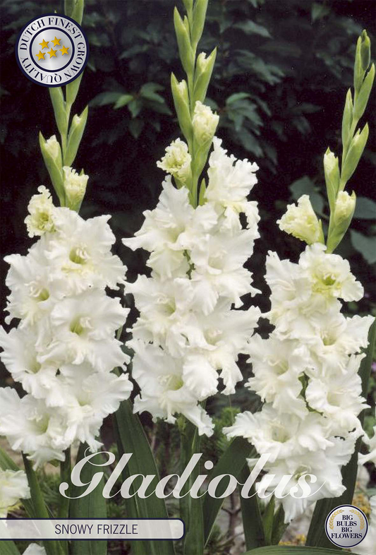 Gladiolus Snowy Frizzle