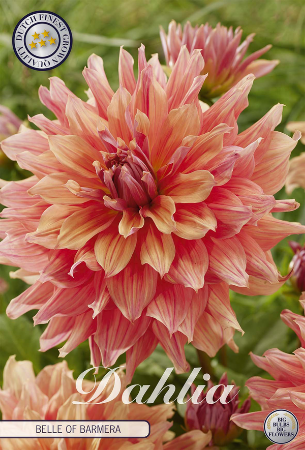 Dahlia Belle of Barmera