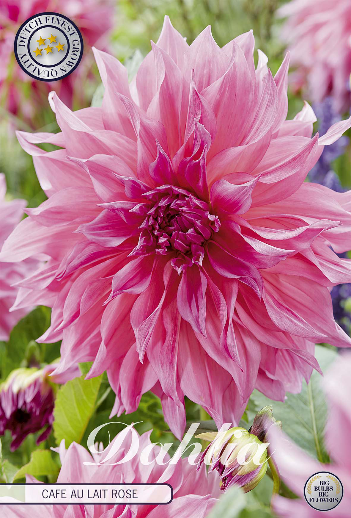 Dahlia Cafe au Lait Rose