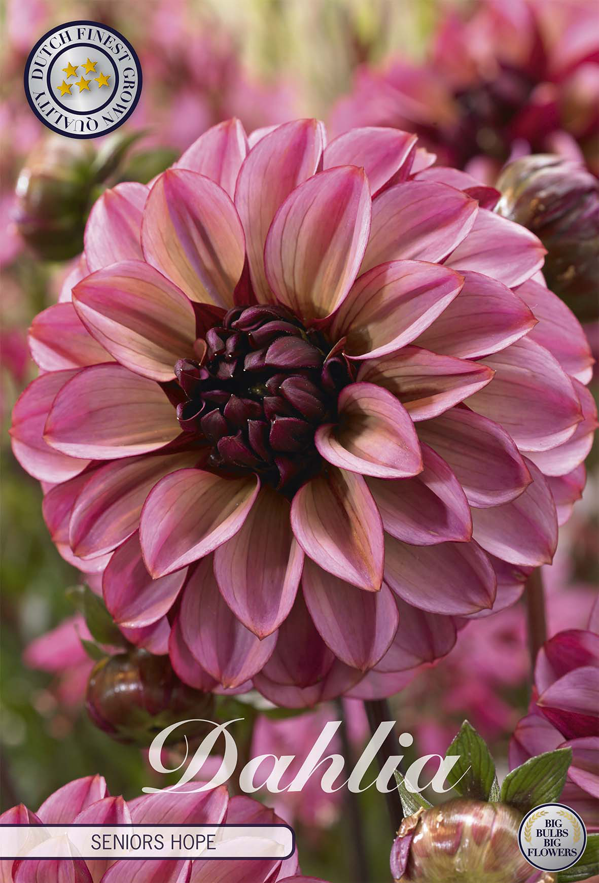 Dahlia Seniors Hope