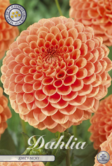 Dahlia Jowey Nicky