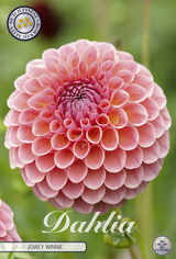 Dahlia Jowey Winnie