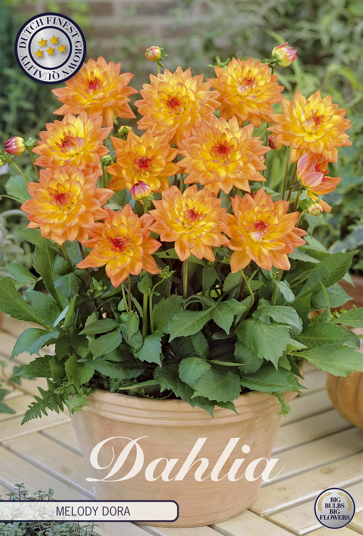 Dahlia Melody Dora