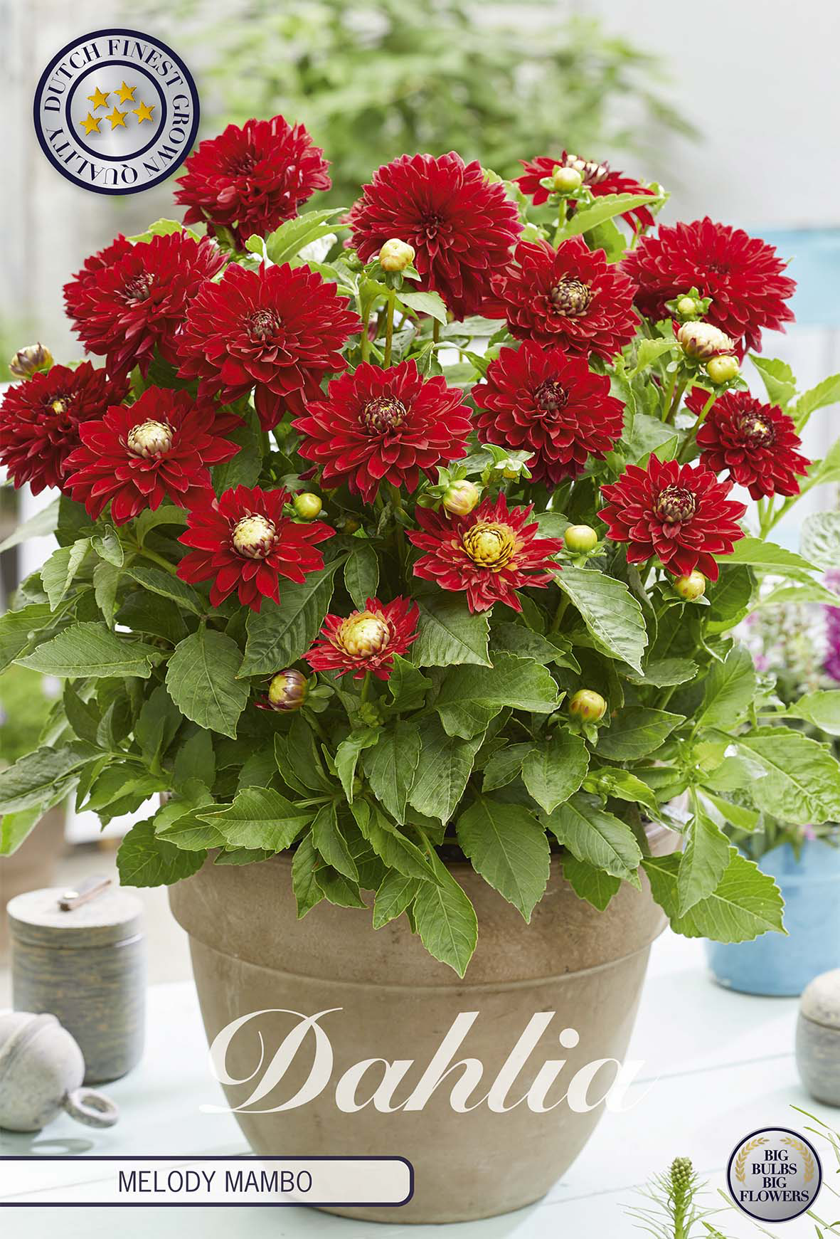 Dahlia Melody Mambo
