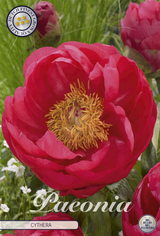 Paeonia Cytherea