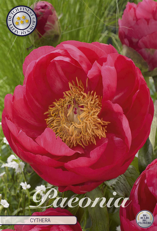 Paeonia Cytherea