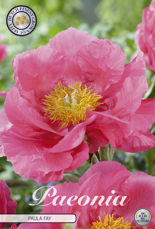 Paeonia Paula Fay