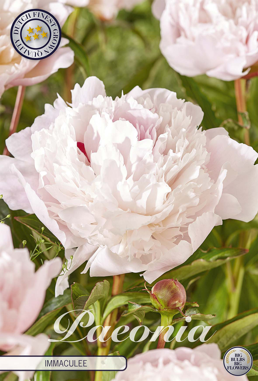 Paeonia Immaculee