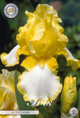 Iris Germanica Wederzijds Gezegend