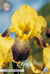 Iris Germanica Buble Deelite