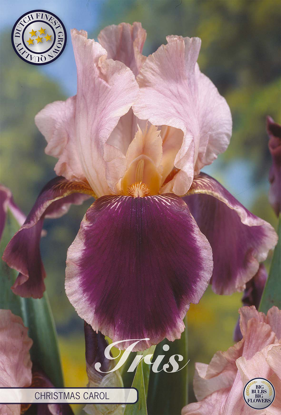 Iris Germanica Kerstlied