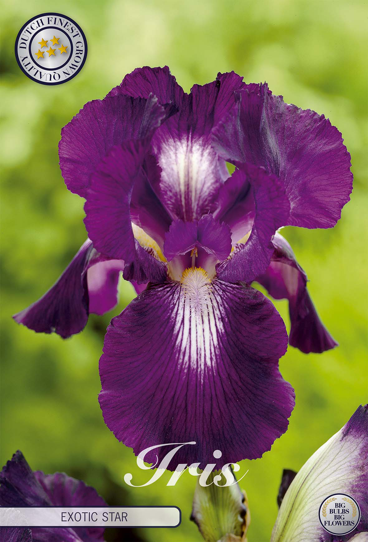 Iris Germanica Exotische Ster