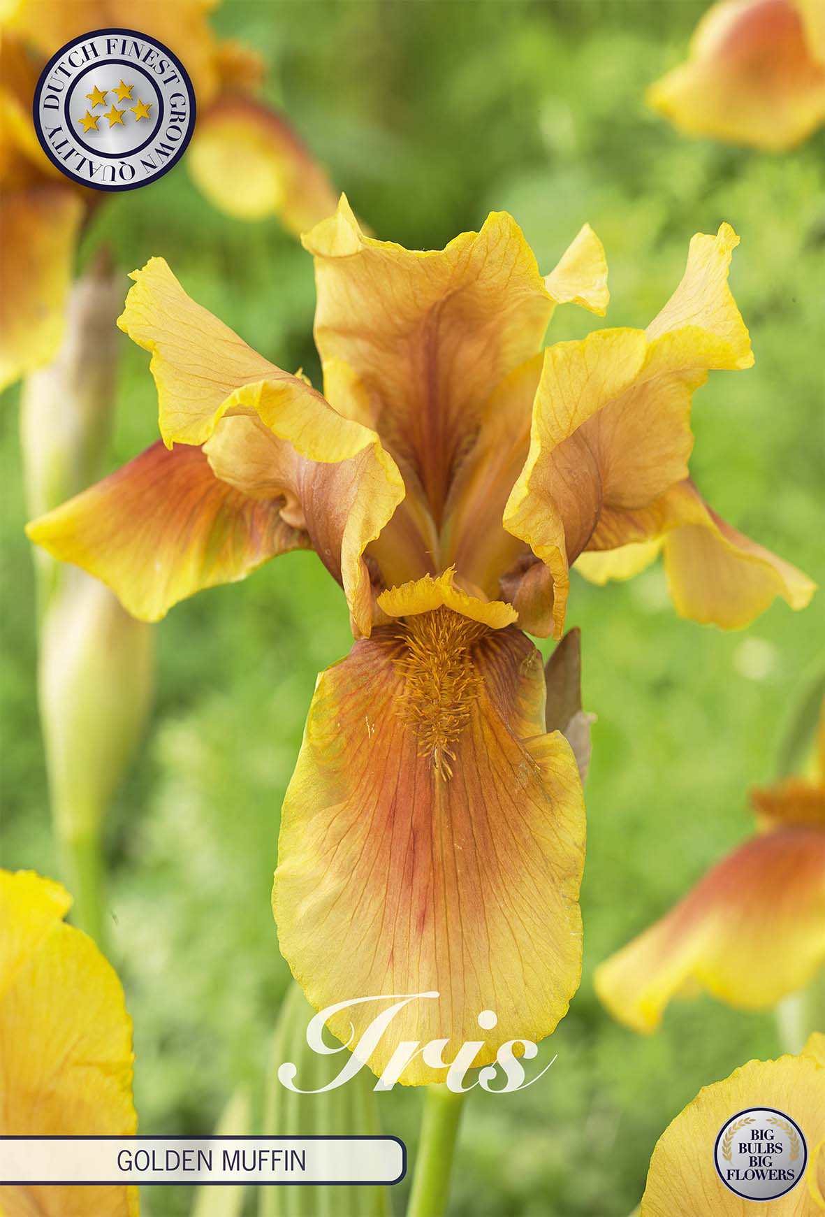 Iris Germanica Gouden Muffin