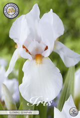 Iris Germanica Glowing Seraphin