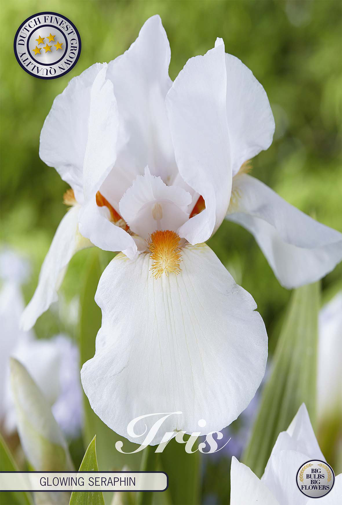 Iris Germanica Gloeiende Serafin