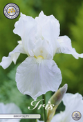 Iris Germanica Onsterfelijkheid