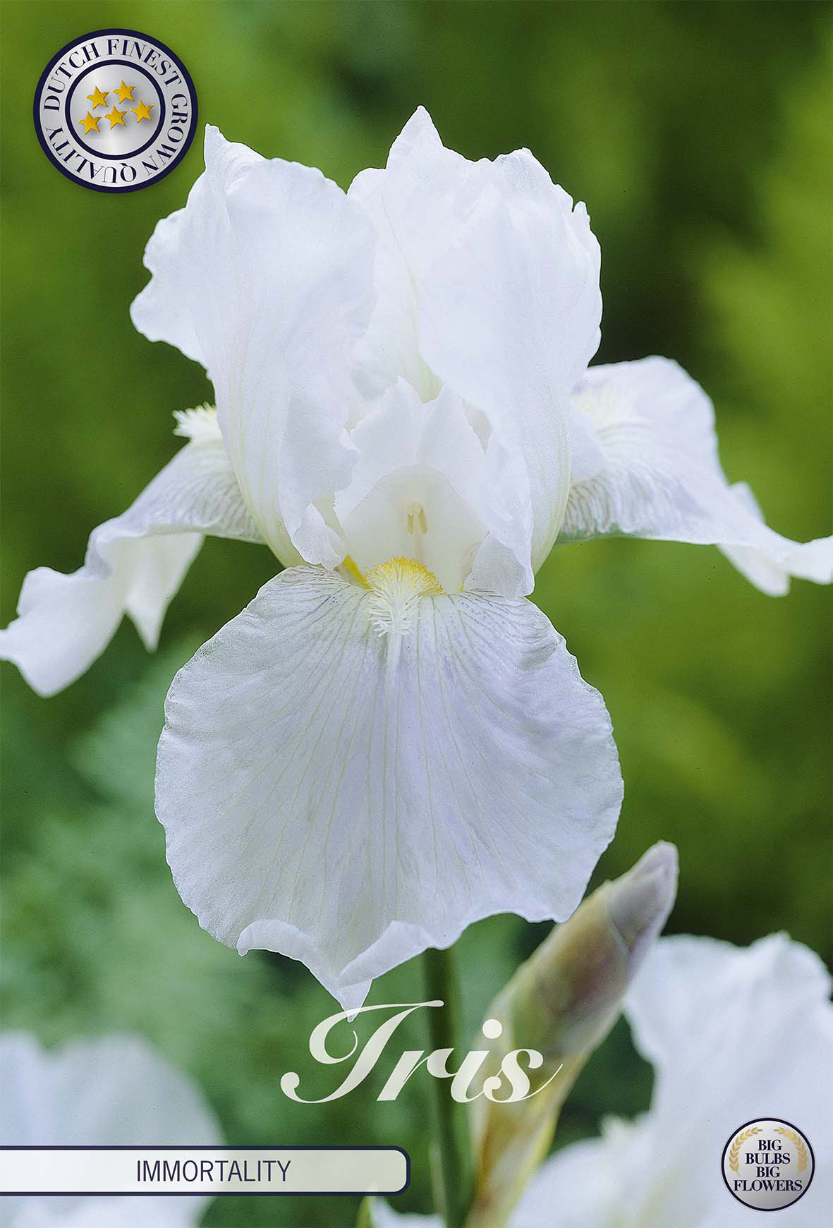 Iris Germanica Onsterfelijkheid