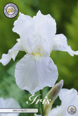Iris Germanica Onsterfelijkheid