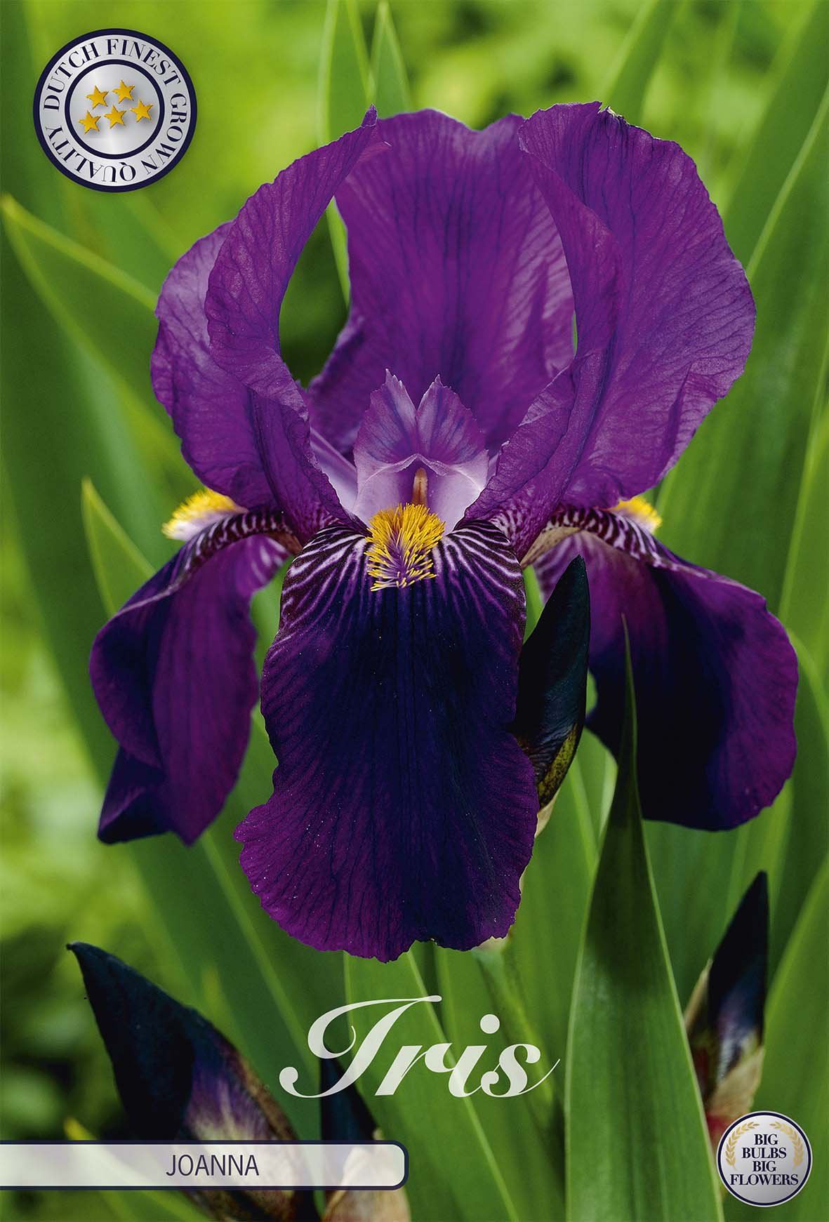 Iris Germanica Joanna
