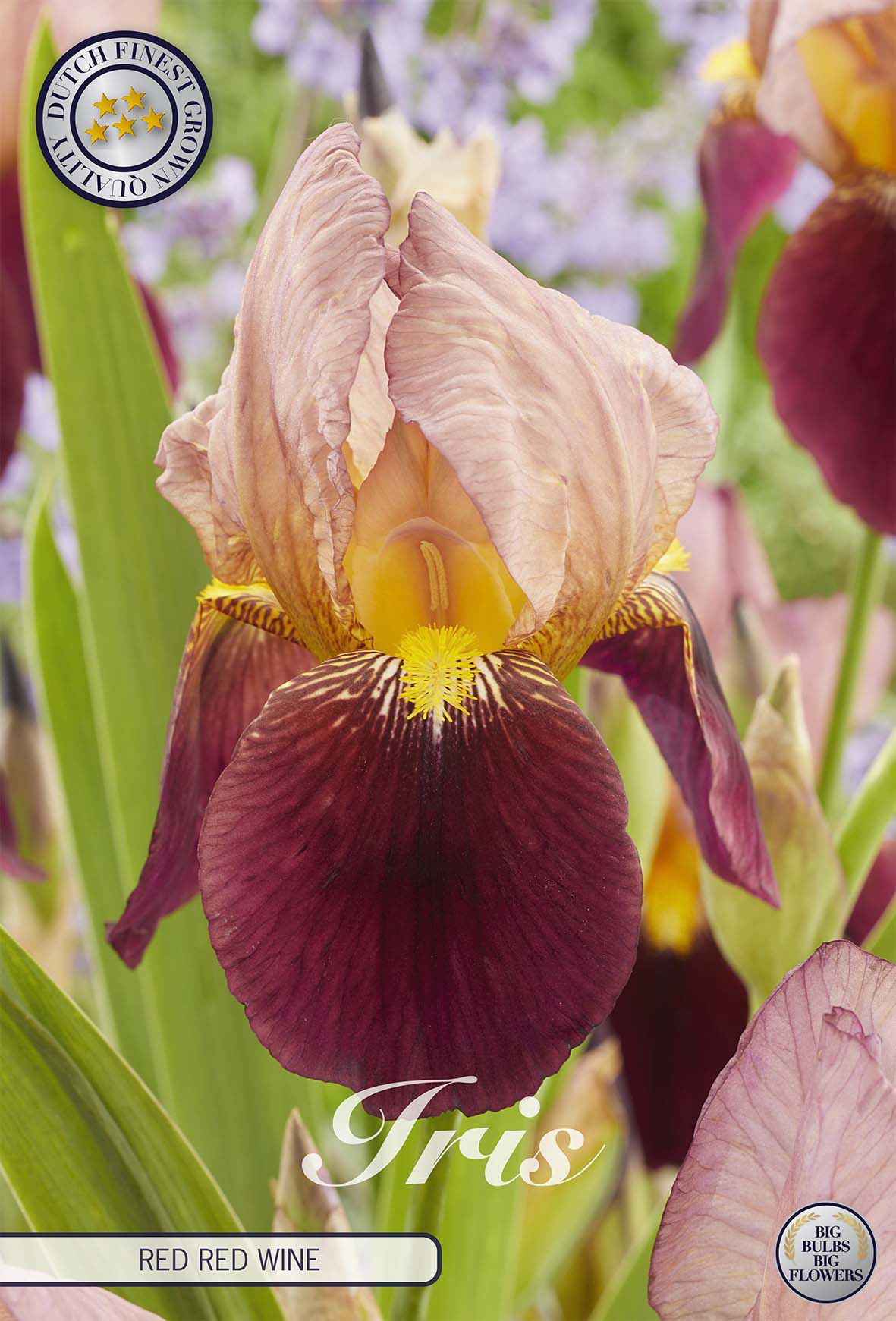 Iris Germanica Rode Rode Wijn
