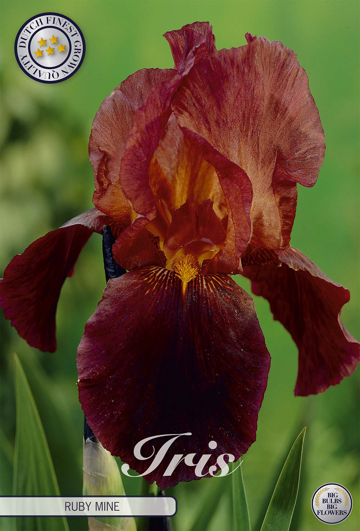Iris Germanica Ruby Mine