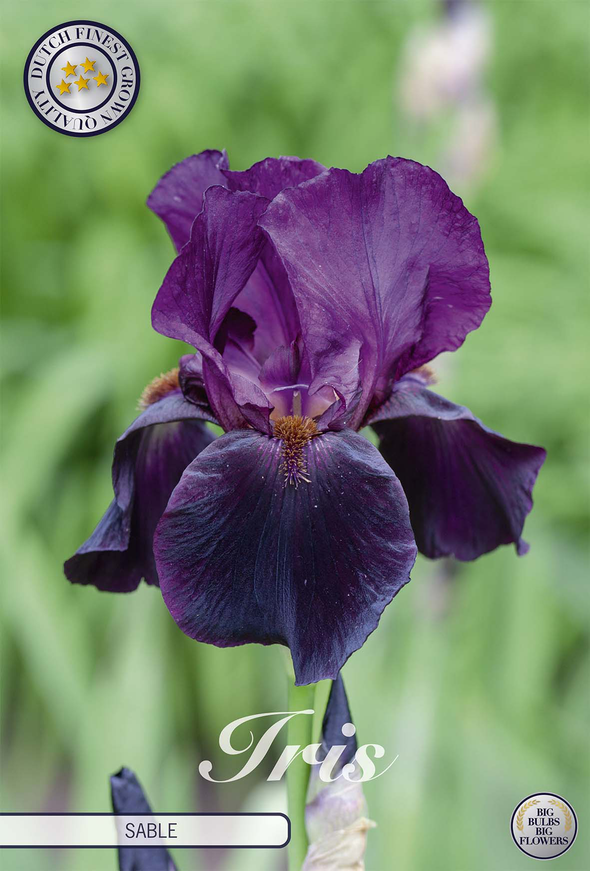 Iris Germanica Sable