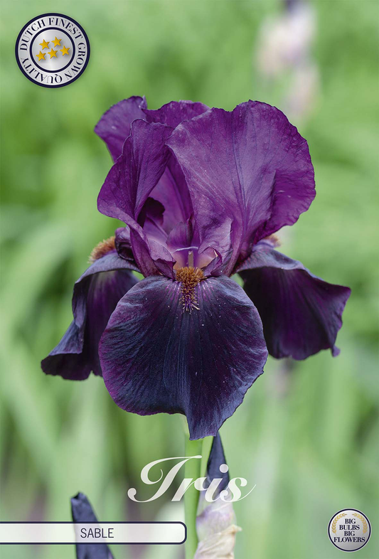 Iris Germanica Sable