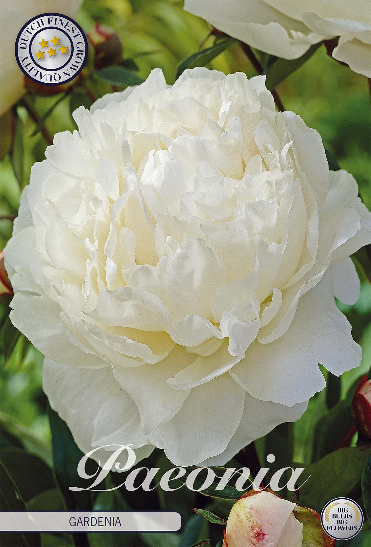 Paeonia Gardenia