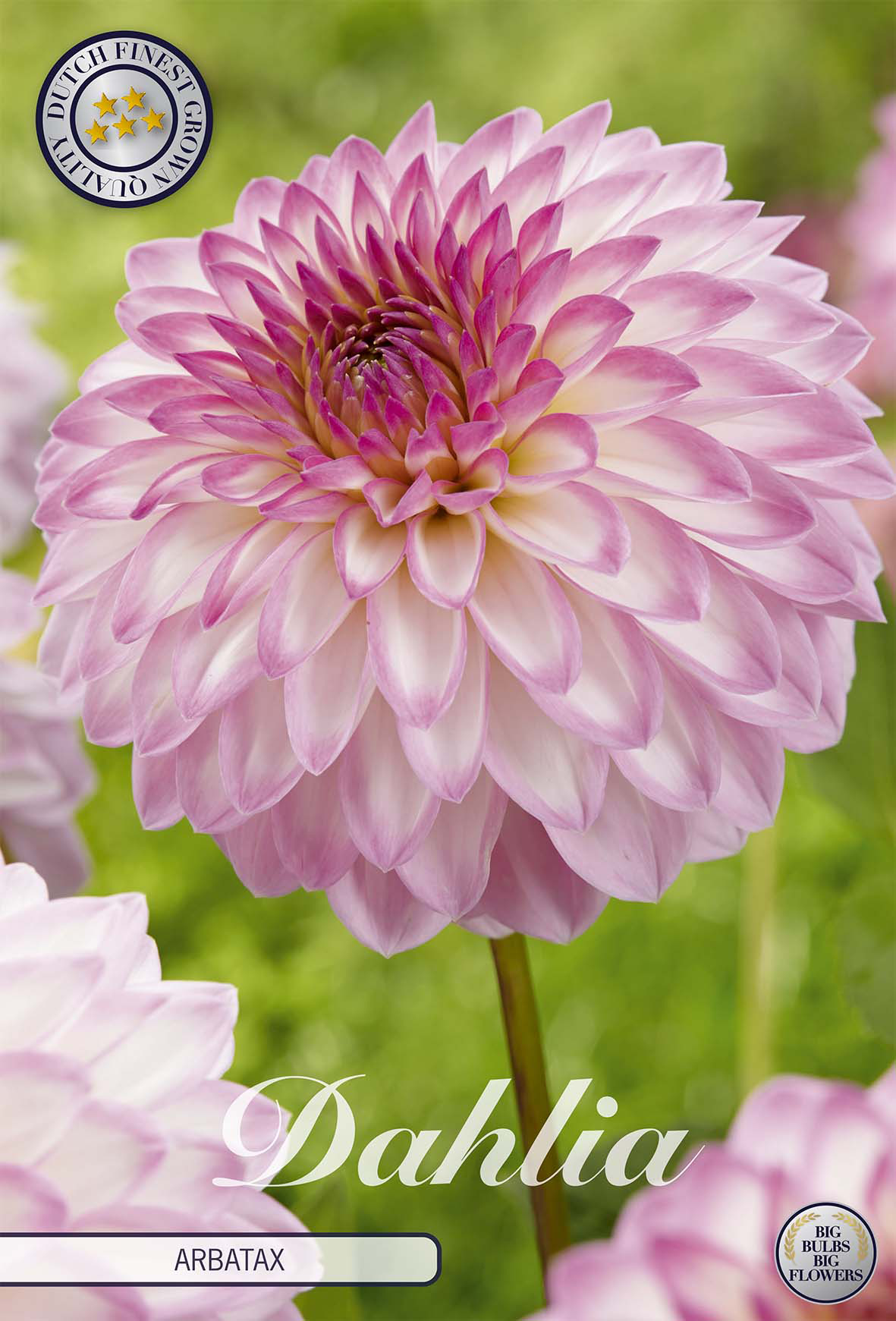 Dahlia Arbatax