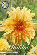 Dahlia Big Brother