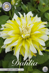 Dahlia Calgary Flame