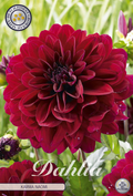 Dahlia Karma Naomi