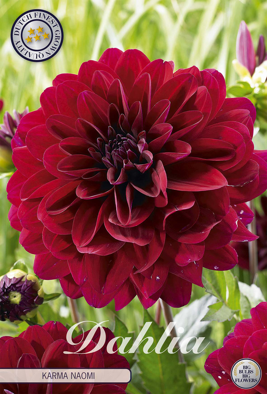 Dahlia Karma Naomi