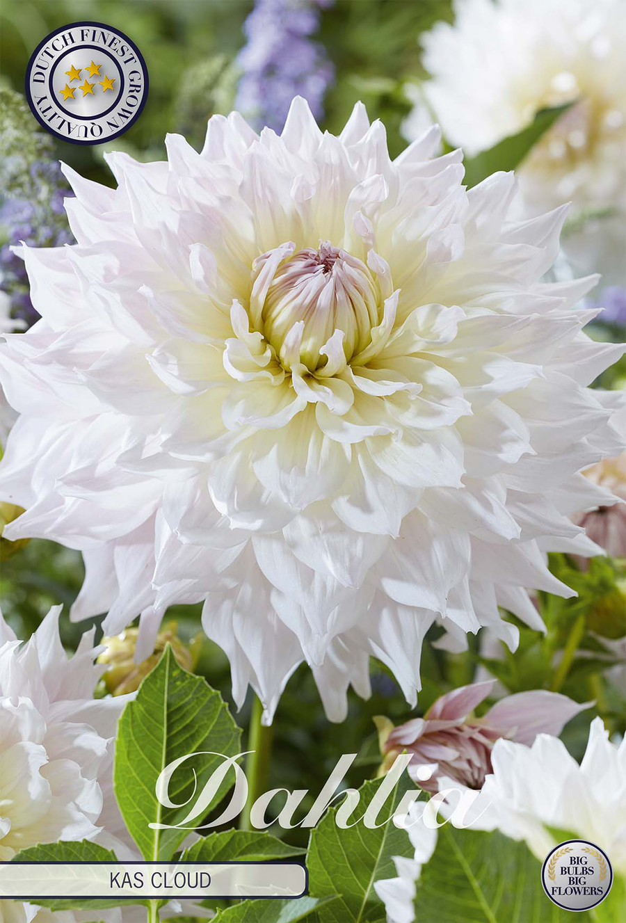Dahlia Kas Cloud
