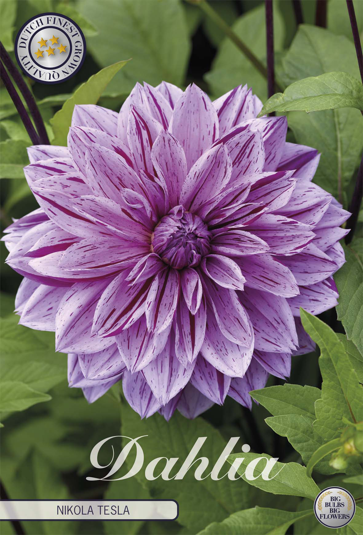 Dahlia Nikola Tesla