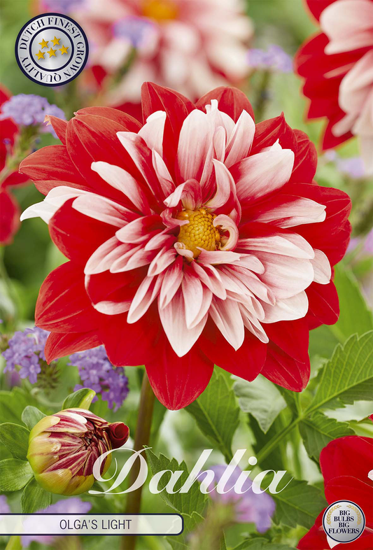 Dahlia Olgas Light