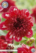 Dahlia Speech