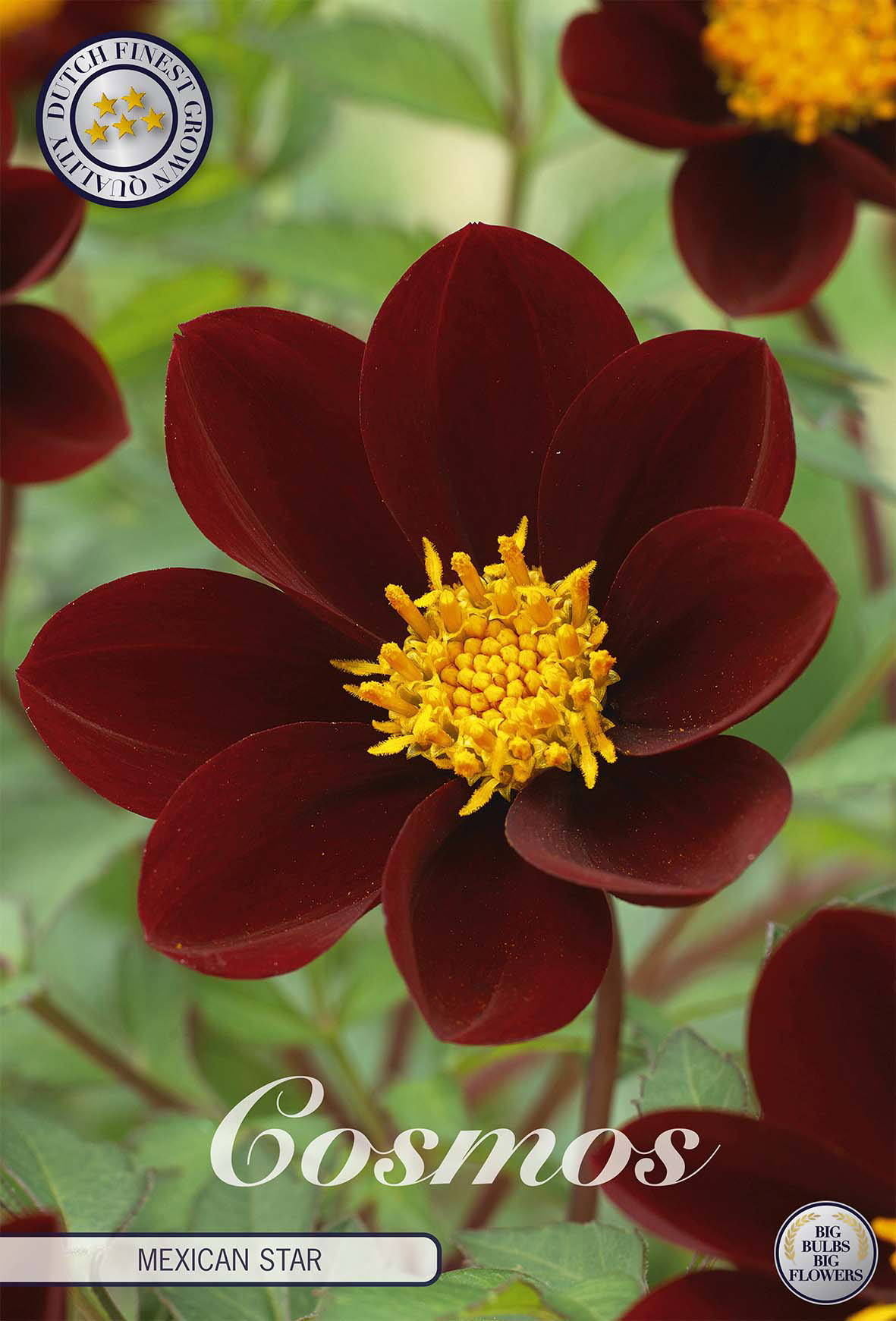 Cosmos Mexicaanse Ster