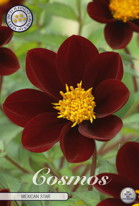 Cosmos Mexicaanse Ster
