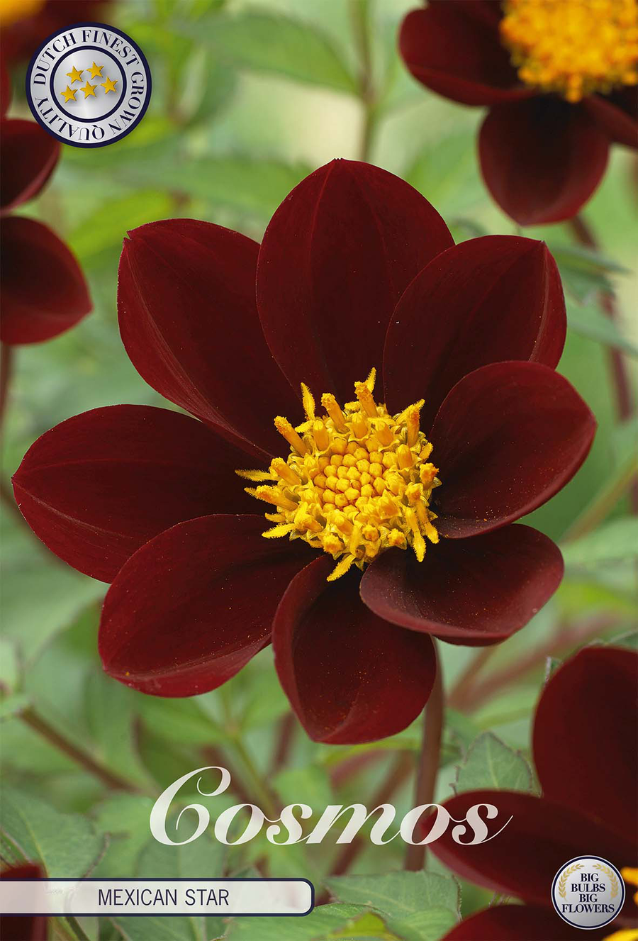 Cosmos Mexicaanse Ster