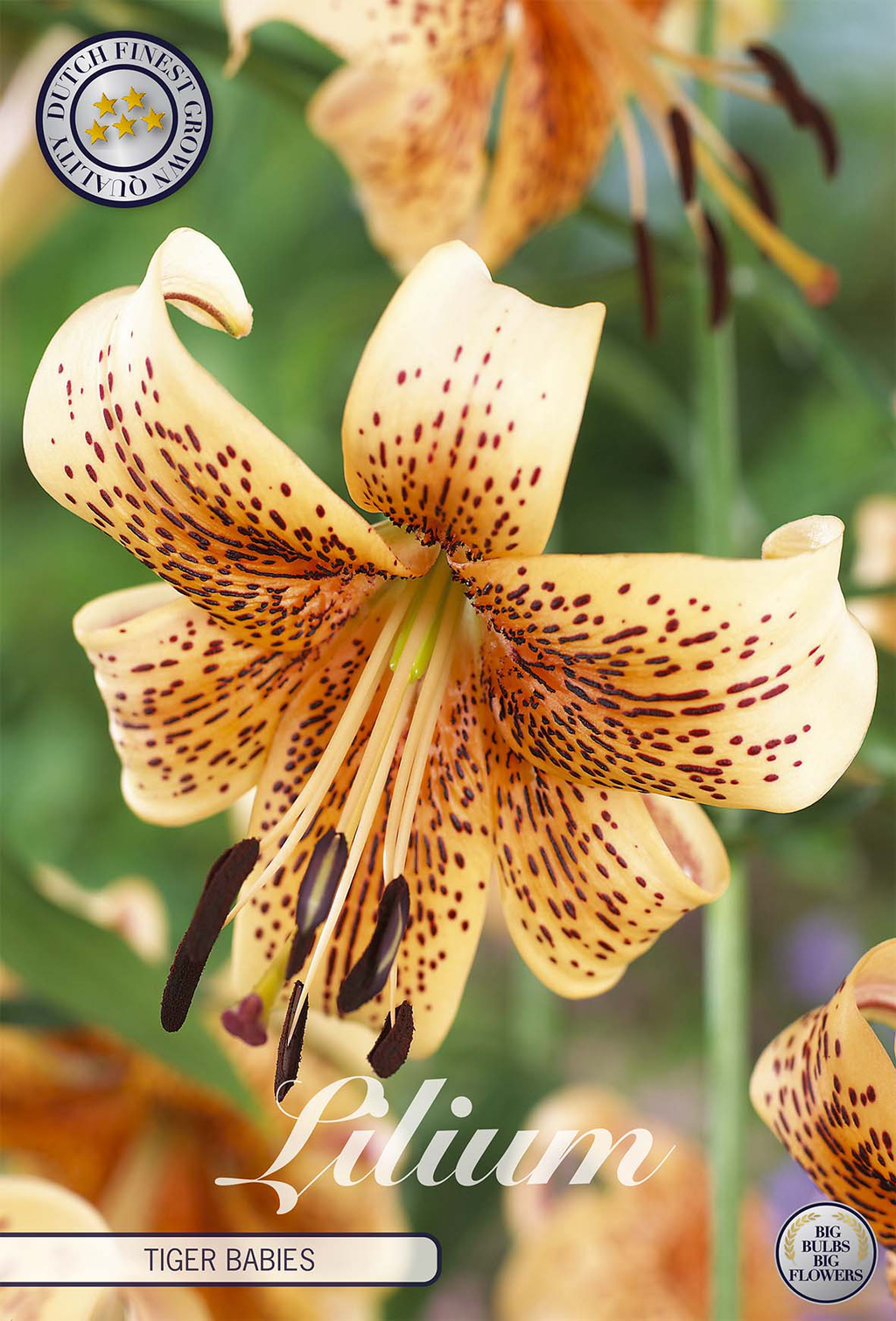 Lilium tijgerbaby's