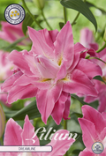 Lilium Droomlijn