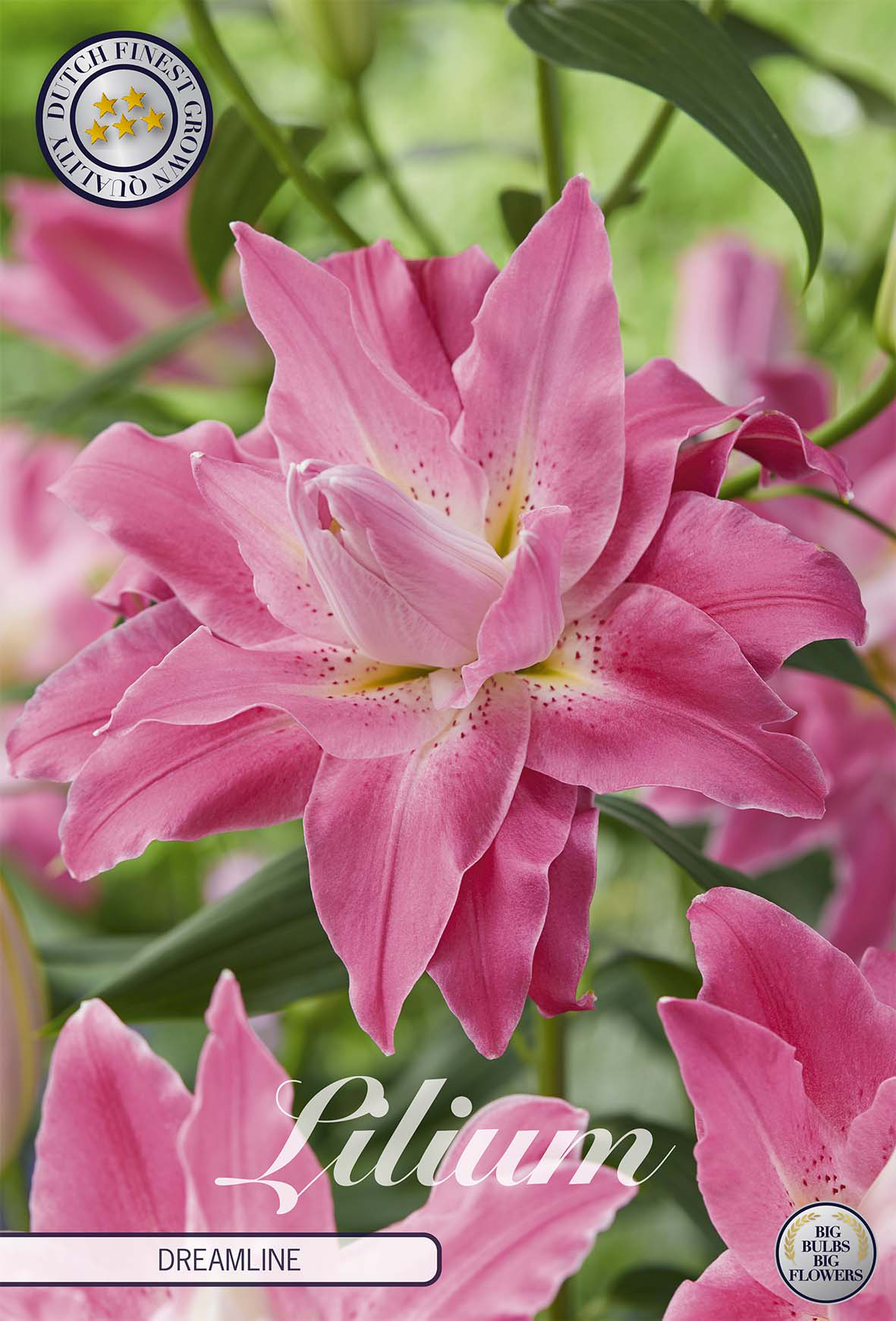 Lilium Droomlijn