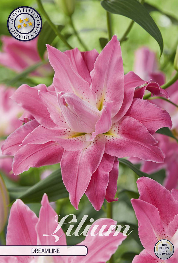 Lilium Droomlijn