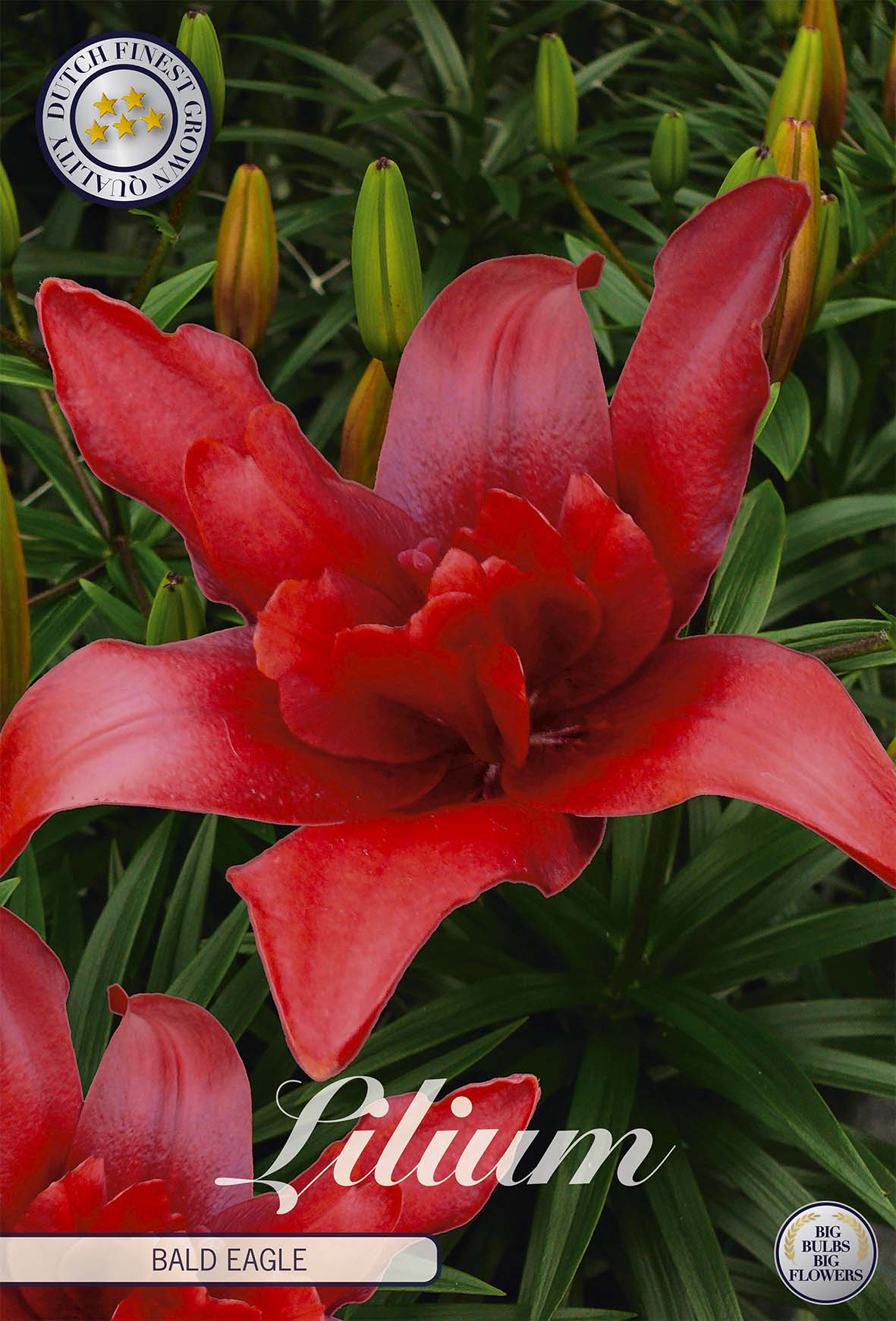 Lilium Amerikaanse zeearend