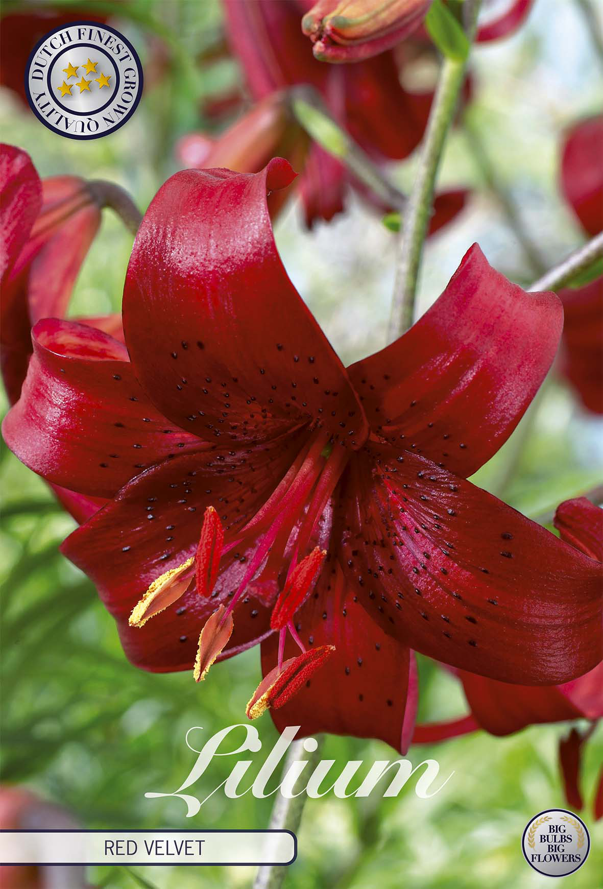 Lilium Red Velvet