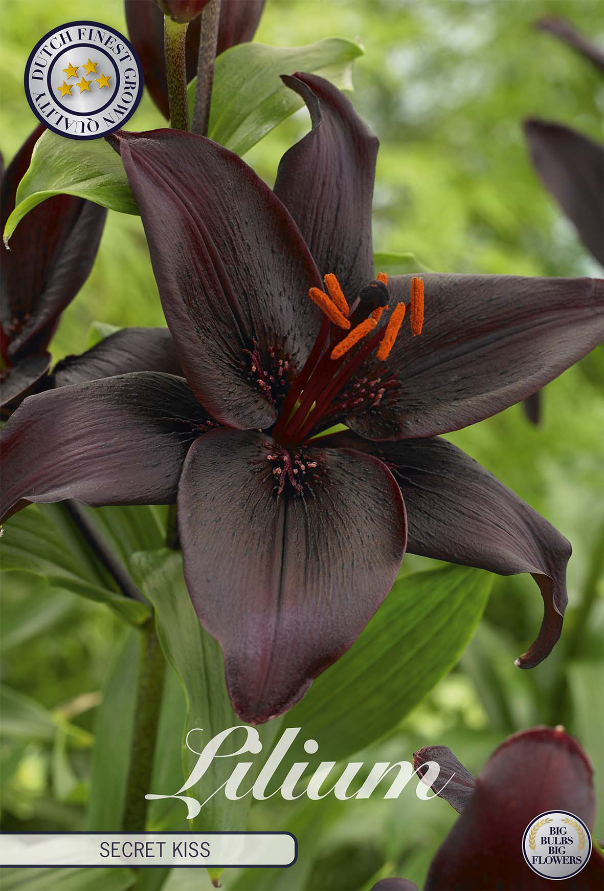 Lilium Geheime Kus