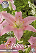 Lilium Roze County