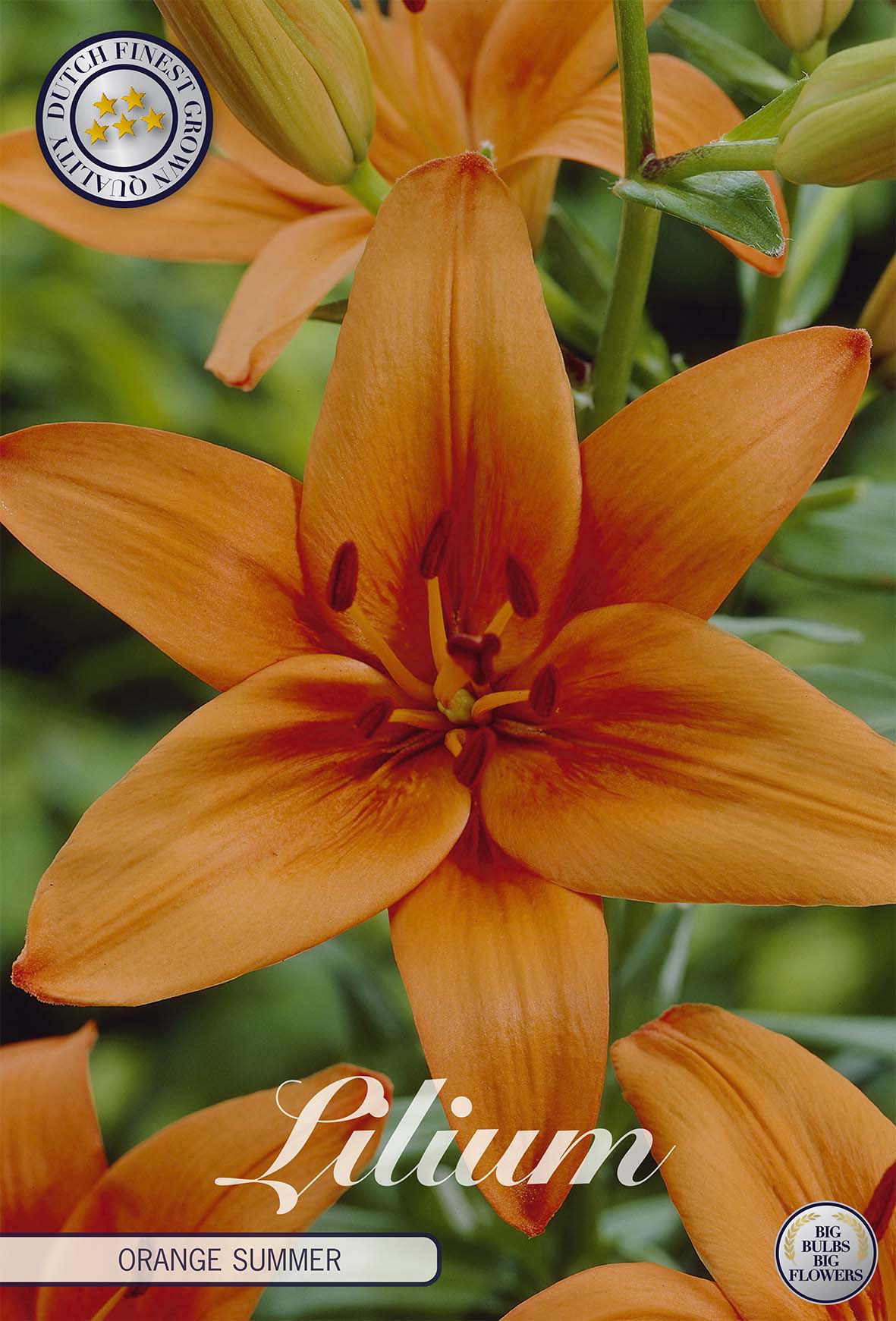 Lelie Orange Summer